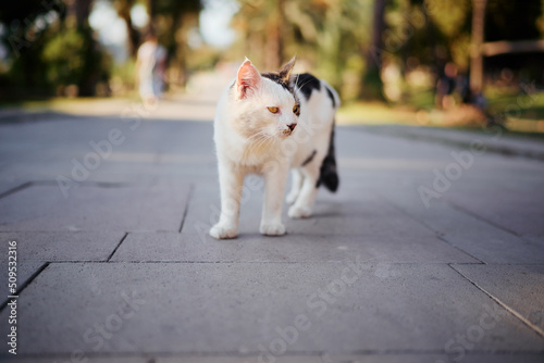 Kitty cat in the city park. © luengo_ua