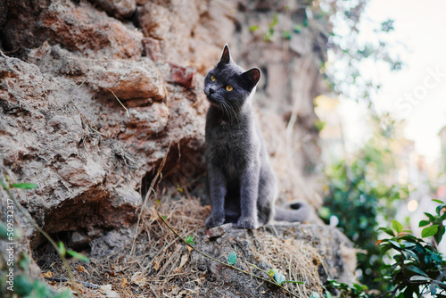 Cute grey kitty cat sitting on the rock. © luengo_ua
