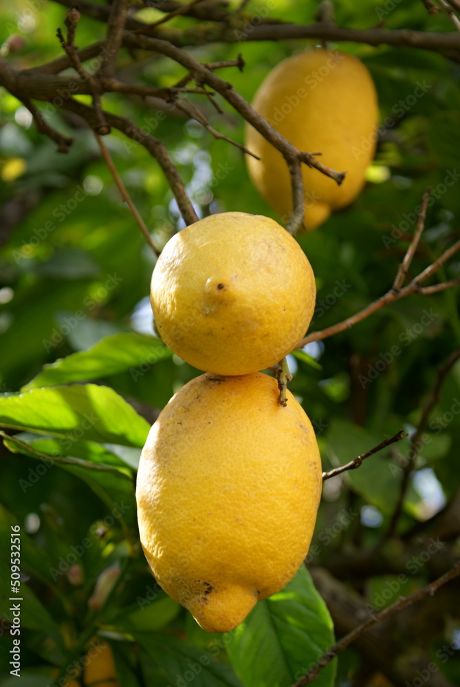 Fresh lemons on a tree