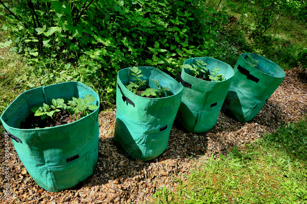 Growing potatoes in potato grow bags filled with compost - 3 plants to a bin
. Growing potatoes in potato grow bags filled with compost - 3 plants to a bin
.