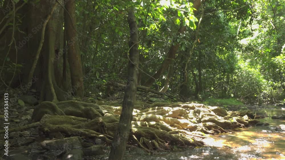 Jungle B-Roll - Entangled Tree Roots. A pan across a mass of tangled tree roots on the bank of a small jungle stream. Filmed in Kaeng Krachan National Park, Thailand.
Jungle B-Roll - Entangled Tree Roots. A pan across a mass of tangled tree roots on the bank of a small jungle stream. Filmed in Kaeng Krachan National Park, Thailand.