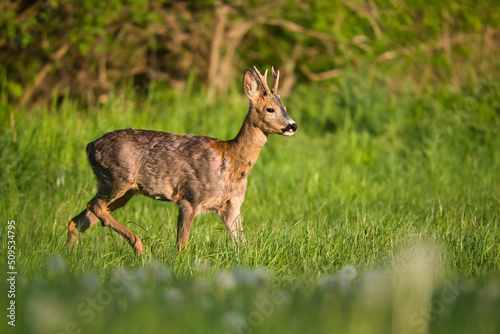 Playful young roebuck in spring meadow