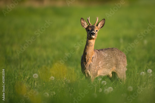 Playful young roebuck in spring meadow photo