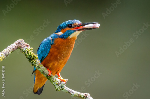 Leinwand Poster A male kingfisher, Alcedo atthis, as it is perched on an old branch