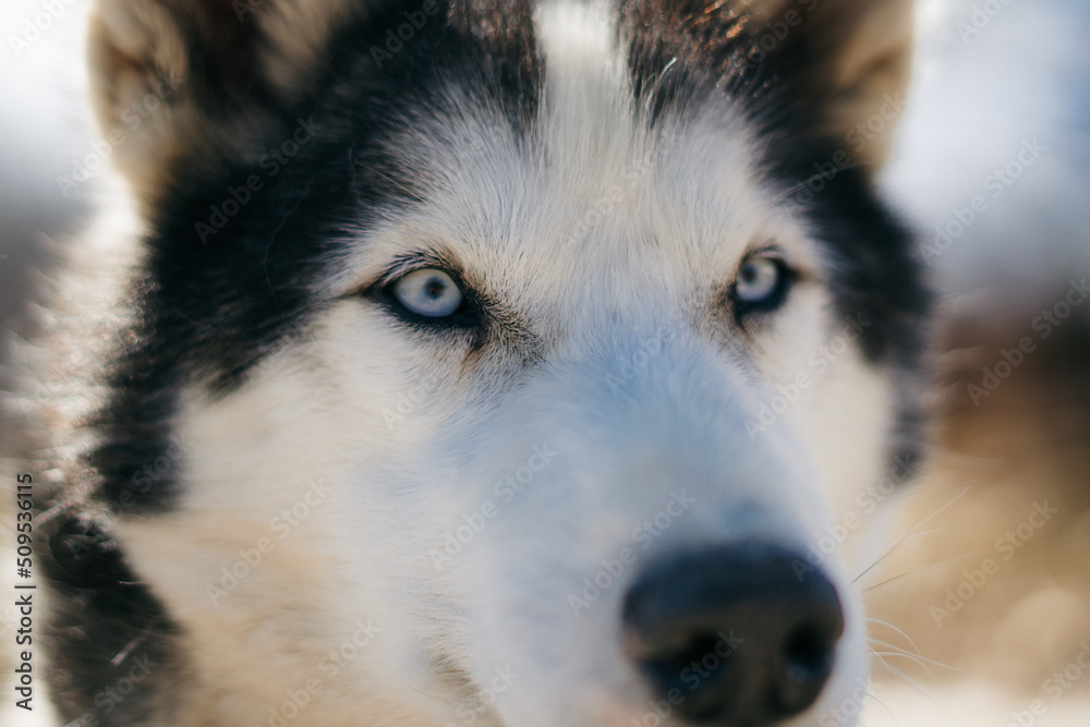 Obraz premium Portrait of gorgeous, cute and happy Siberian Husky dog standing in dog farm. Sleeping dogs. Norway animals