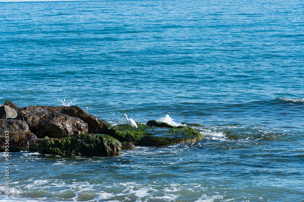 Obraz premium Pájaro en el mar