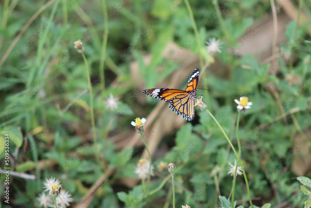 butterfly on a flower butterfly on a flower