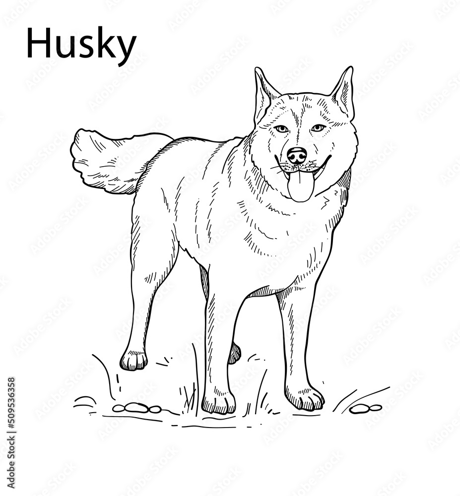 Hand-drawn vector silhouette of a husky, for the design of banners, posters Hand-drawn vector silhouette of a husky, for the design of banners, posters
