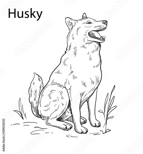 Hand-drawn vector silhouette of a husky, for the design of banners, posters 