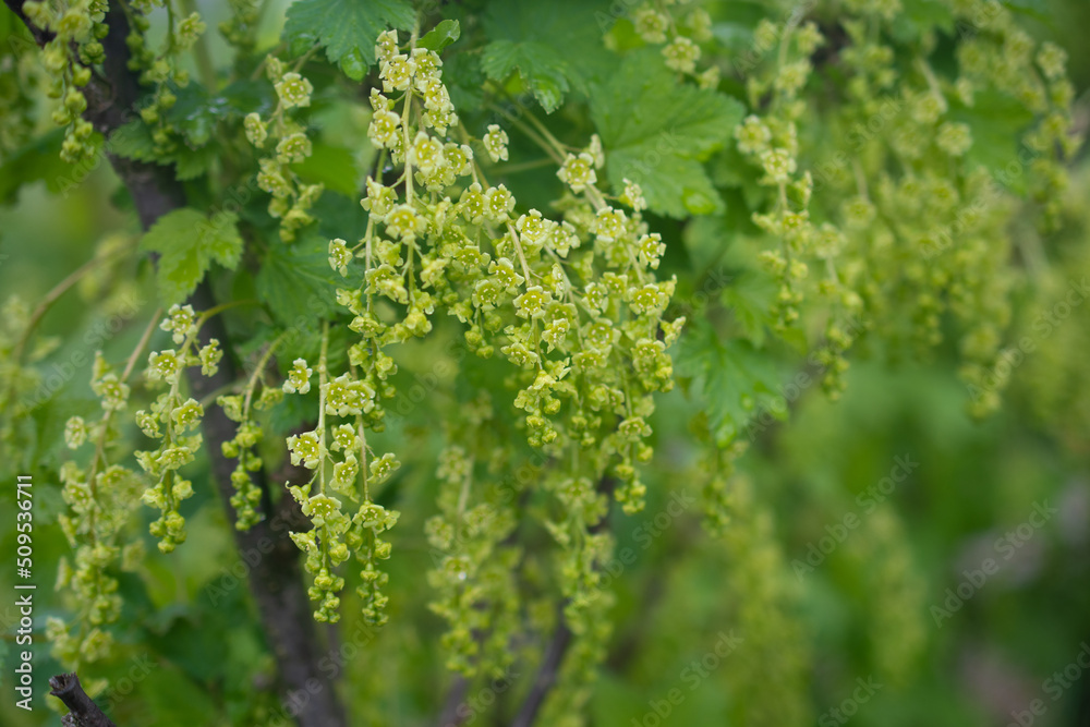 Currant blossom close-up, selective focus on a blurred background: a place for text, gardening and information about pollination for the berry harvest