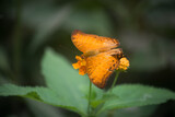 Closeup of cruiser butterfly on orange flowers in a green house
