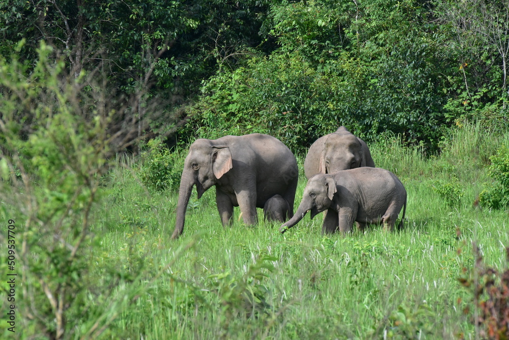 Adorable wild elephants in Thailand