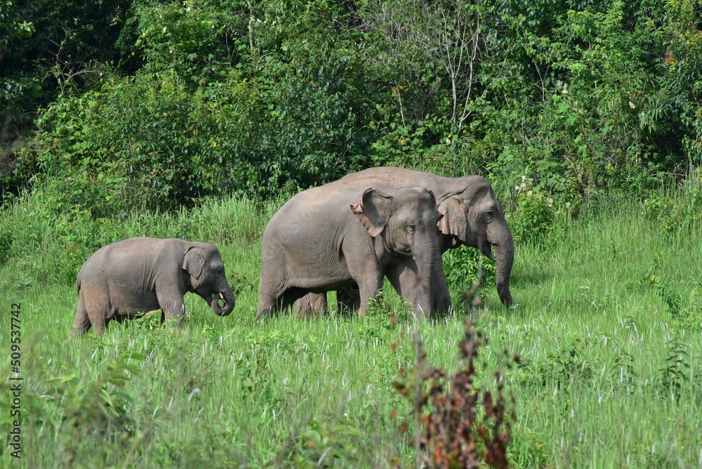 Adorable wild elephants in Thailand