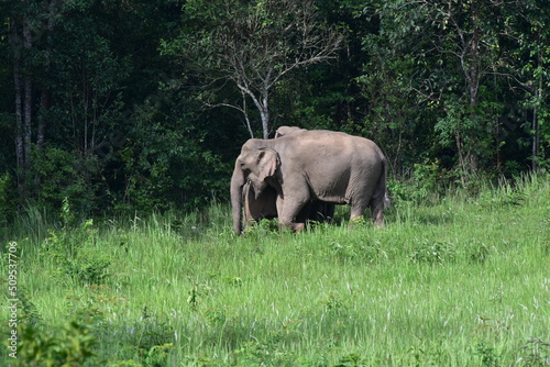 Adorable wild elephants in Thailand