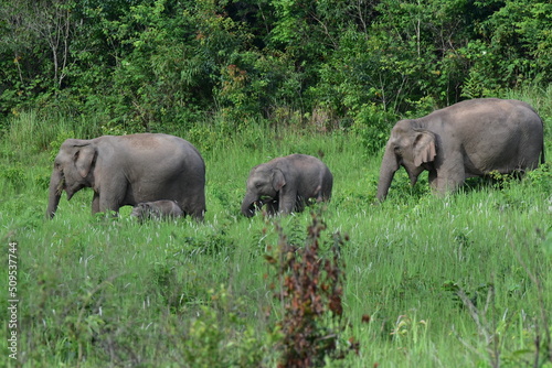 Adorable wild elephants in Thailand