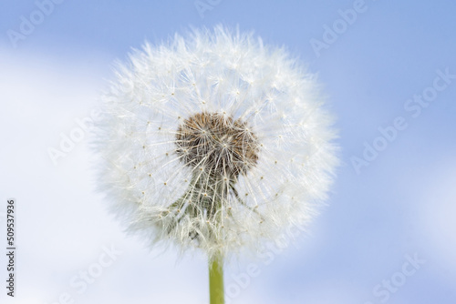 Dandelion seed pod in a beautiful background