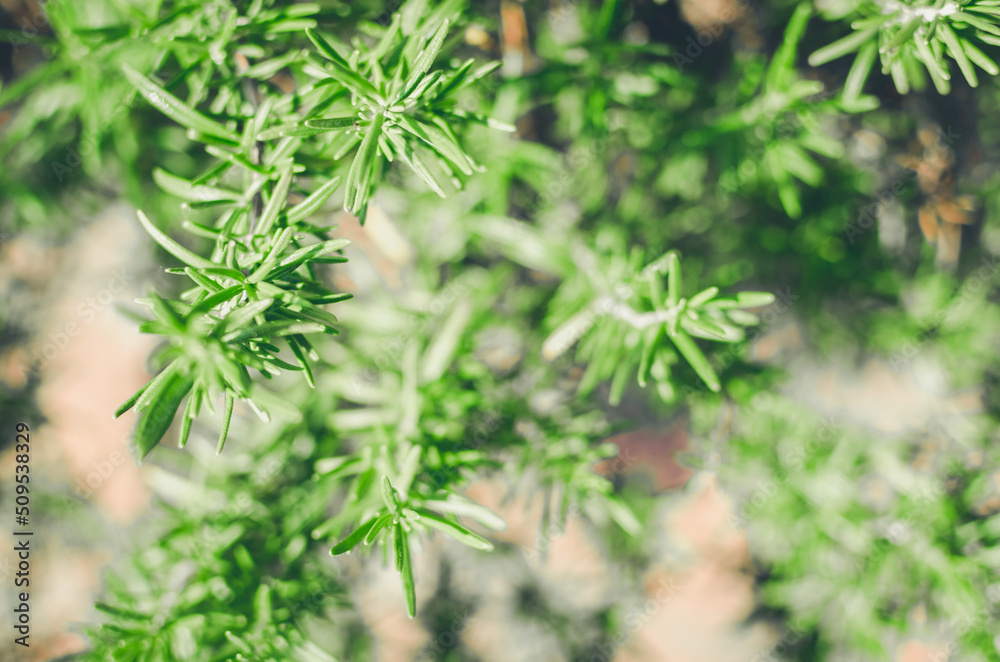 Fresh rosemary herb grow outdoor. Rosemary leaves close-up Fresh rosemary herb grow outdoor. Rosemary leaves close-up