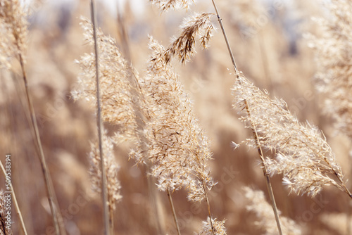 Dry reeds as beauty nature background, reed seeds close up. Abstract natural backdrop. Beautiful pattern with neutral colors. Minimal autumn scene, stylish, trend concept. Soft focus