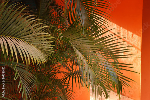 tropical palm and red background