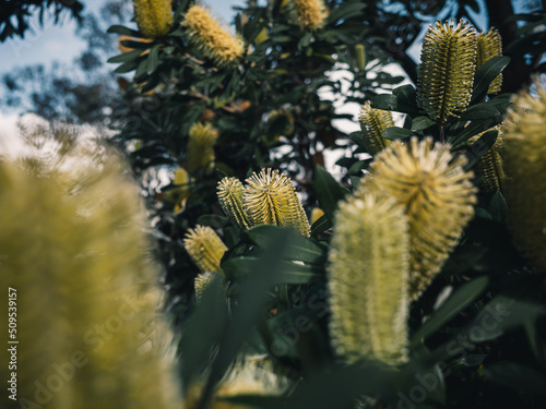 Banksia flower photo