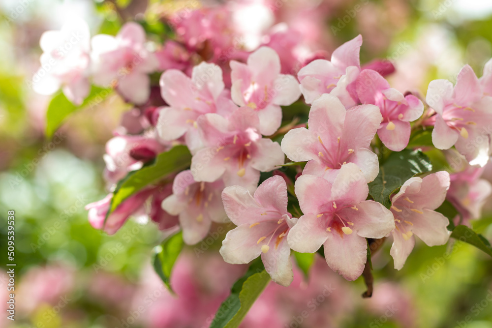 Close-up of Weigela Rosea. Blooming weigela bush in the garden. Selective focus of bright pink petals, nature. Lots of pink flowers on a bush in the garden. Selective focus. Close-up of Weigela Rosea. Blooming weigela bush in the garden. Selective focus of bright pink petals, nature. Lots of pink flowers on a bush in the garden. Selective focus.