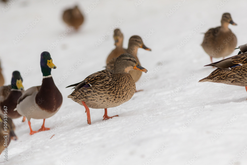 flock of ducks flock of ducks