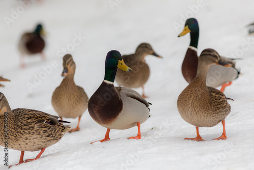 flock of ducks in the snow