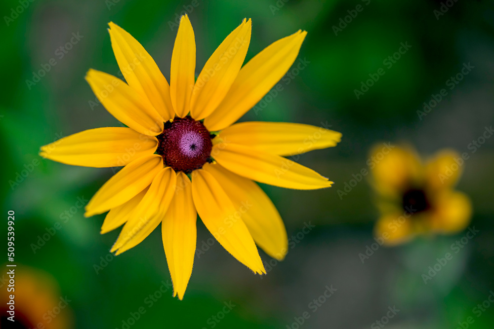 A Yellow rudbeckia flower in the garden A Yellow rudbeckia flower in the garden