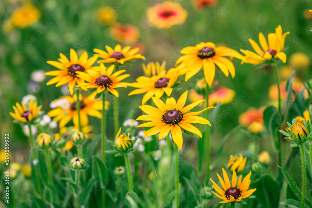 A Yellow rudbeckia flower in the garden