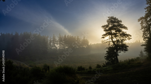 Petit matin sur une zone humide, avec la silhouette d'un pin sylvestre, Allègre, Haute-Loire, Auvergne-Rhône-Alpes, France
