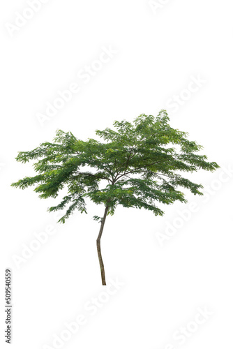 A single alive tree on the white background cutout, plant and nature concept for design