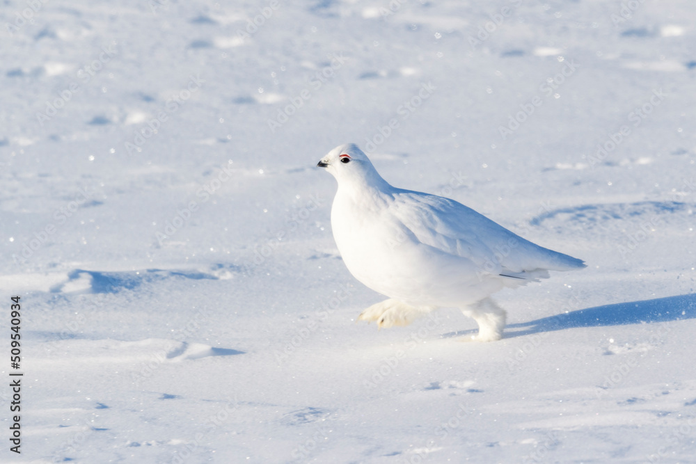 Willow Ptarmigan (Lagopus lagopus), walking in snow on tundra, Churchill, Manitoba, Canada. Willow Ptarmigan (Lagopus lagopus), walking in snow on tundra, Churchill, Manitoba, Canada.