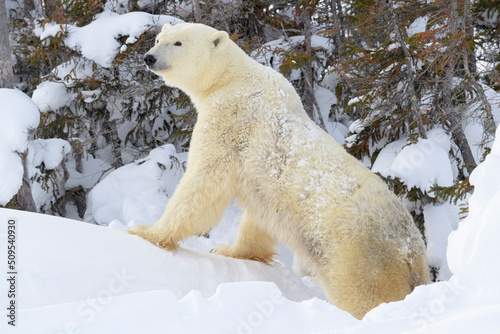 Polar bear mother (Ursus maritimus) standing in front of den, Wapusk National Park, Manitoba, Canada. photo