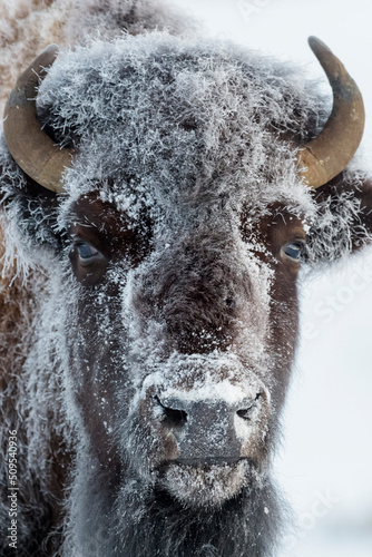 American Bison (Bison bison) portrait frozen with ice, during winter, close up, Yellowstone National Park, Wyoming, United States.