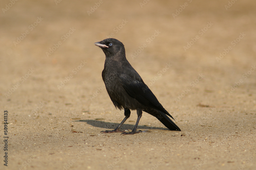 A young Western Jackdaw standing on sand
A young Western Jackdaw standing on sand