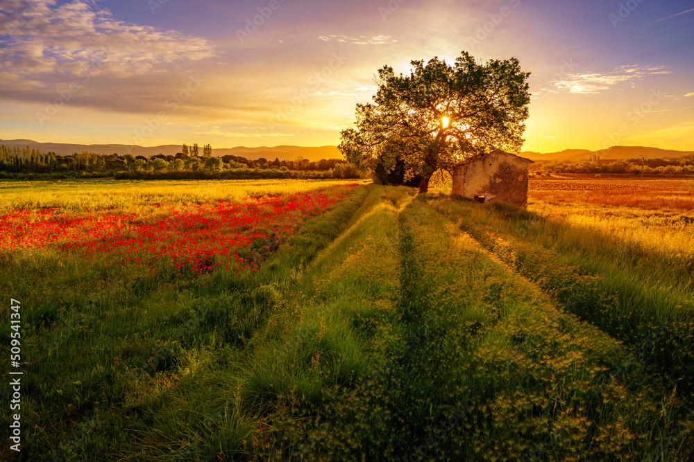 Fototapeta premium Paysage campagne 1271