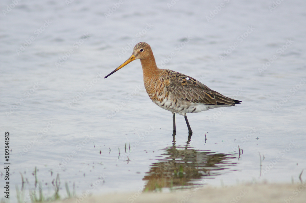 A Black-tailed Godwit foraging in a flooded meadow
A Black-tailed Godwit foraging in a flooded meadow