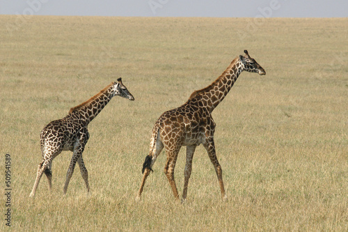 Giraffes on the endless plains of the Masai Mara in Kenya, Africa  © RMMPPhotography