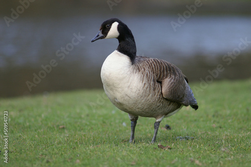 A Canada Goose standing in grass

