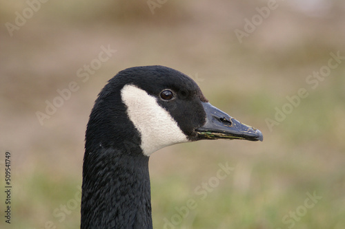 A portrait of a Canada Goose

