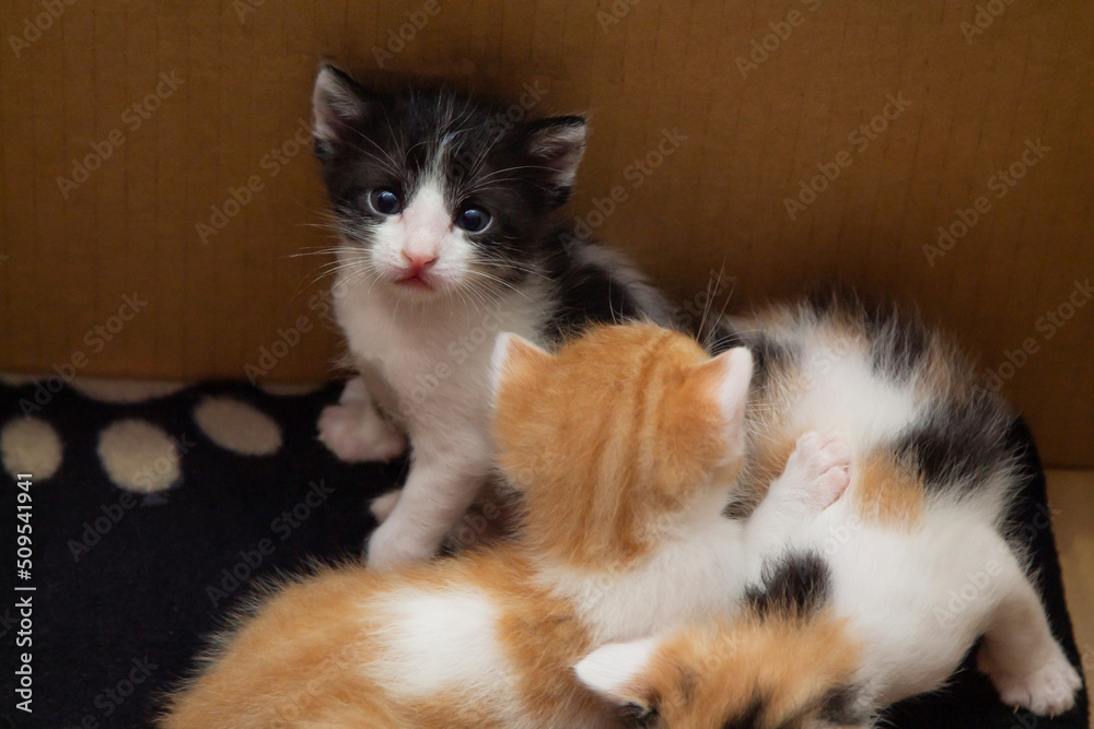 litter of kittens of various colors in the cardboard box litter of kittens of various colors in the cardboard box