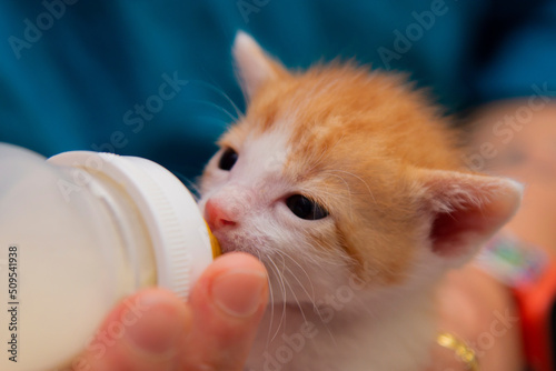 nursing kitten with bottle of milk