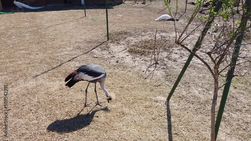 Two crowned cranes in captivity pecking the ground