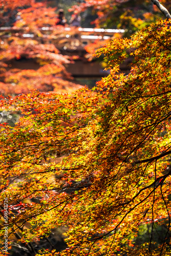 こうろぎ橋と紅葉
