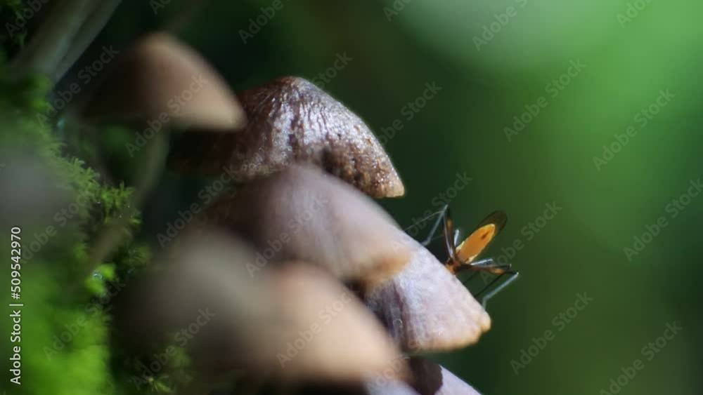 macro mushroom video in a humid place. macro mushroom video in a humid place. a bunch of toadstools. bright yellow insect on the mushroom macro mushroom video in a humid place. macro mushroom video in a humid place. a bunch of toadstools. bright yellow insect on the mushroom