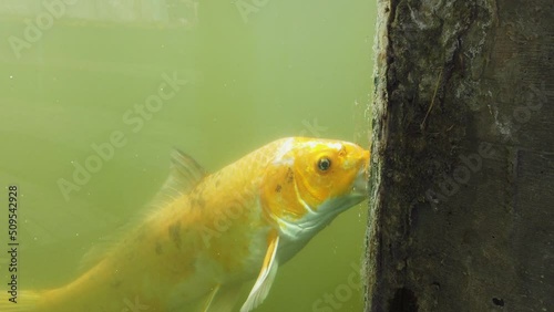 Close-up of an orange colored carp next to the glass of a fish tank