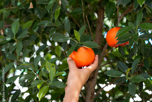 Close up of hands and oranges in a beautiful sunshine orange farm.