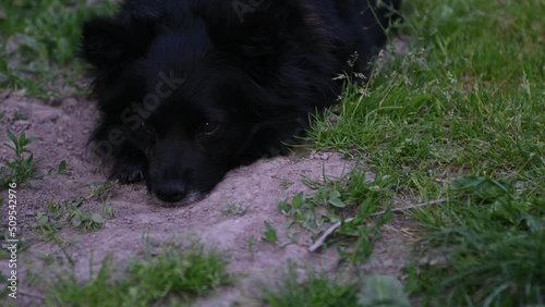 A little black dog on a chain barking and squeaking photo