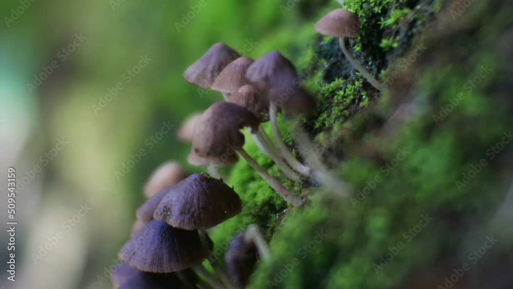 macro mushroom video in a humid place macro mushroom video in a humid place
