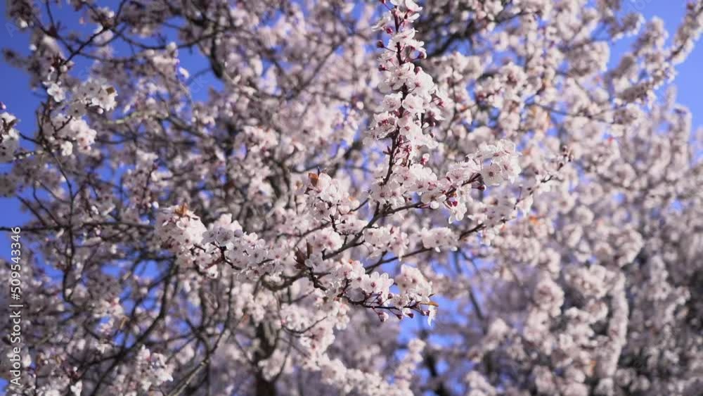 close up rotating shot of cherry blossoms and the blue sky close up rotating shot of cherry blossoms and the blue sky